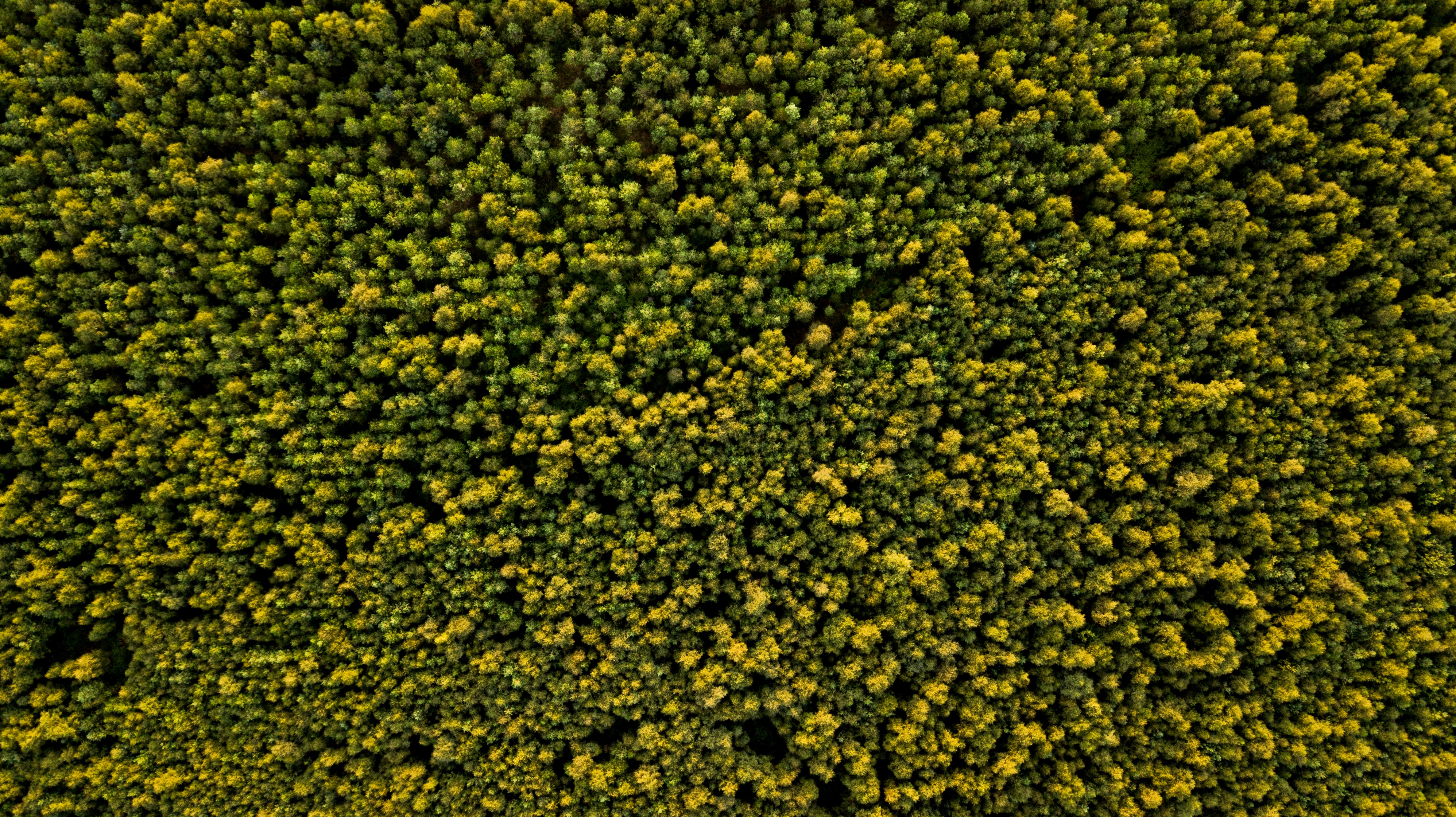 One Tree at a Time: How you are Helping us Build a Better Planet