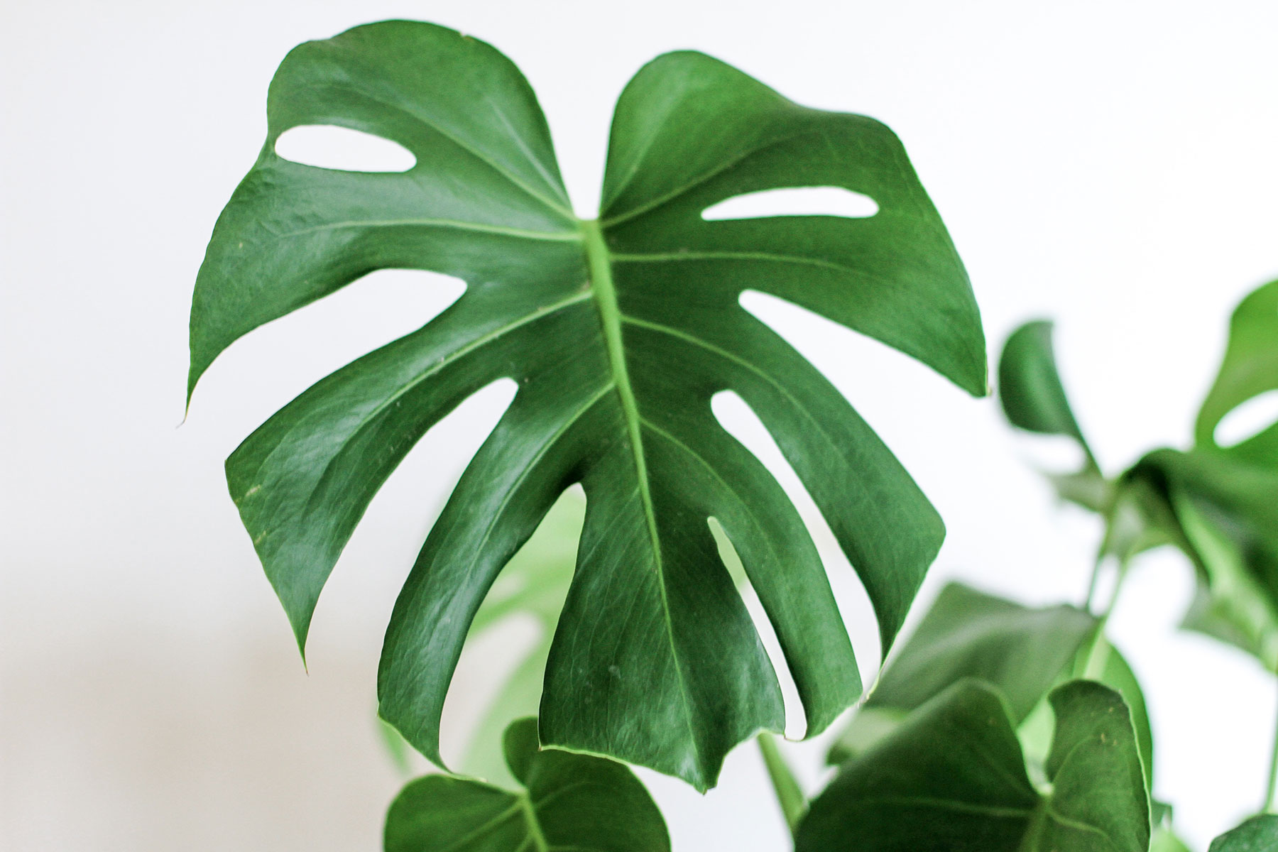 Reception area ideas for your office: Introduce greenery with indoor plants